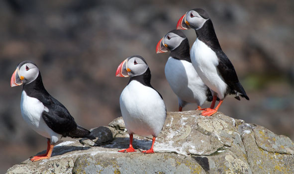 puffins