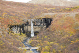, Regrowing the Icelandic Forests, Reducing Emissions