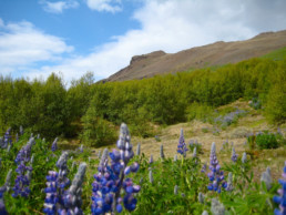 , Regrowing the Icelandic Forests, Reducing Emissions
