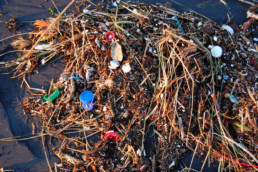 , Icelandic Decomposing Algae Water Bottles