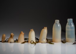 , Icelandic Decomposing Algae Water Bottles